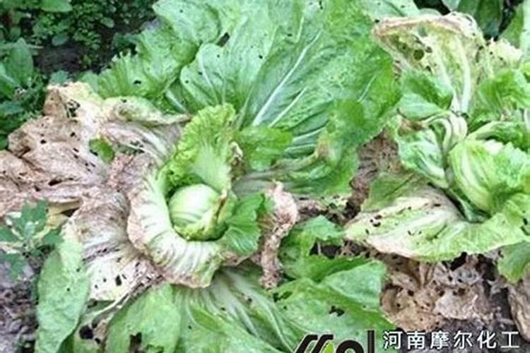 什么叶面肥能使叶子快速变绿变厚？