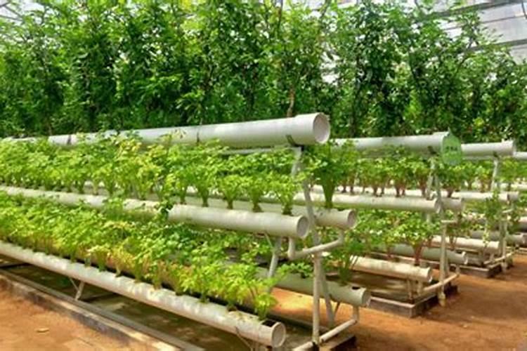 配制无土栽培蔬菜营养液可供选择的氮肥有哪几种？有什么特性？