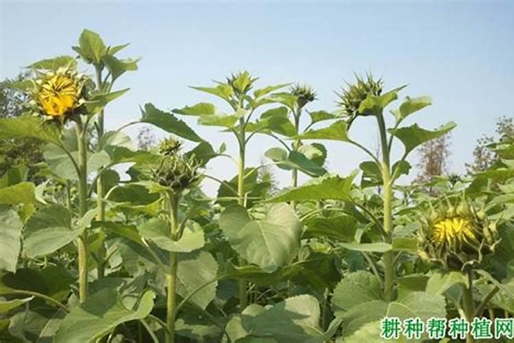 柑橘几月份施钾肥好 最佳使用时间