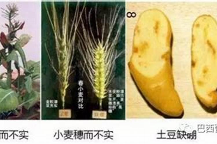 柑橘施肥时间表