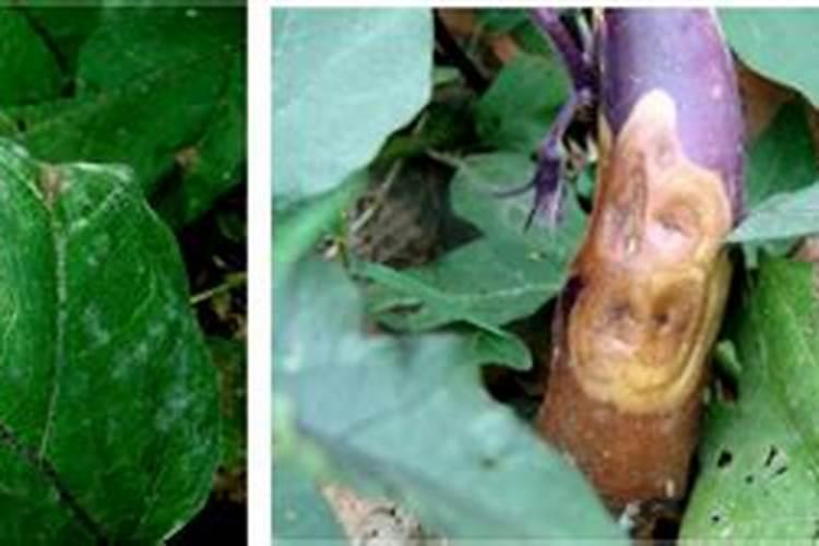 老师你好,请问我茄子。怎么了,生了什么病？需要怎么防治？