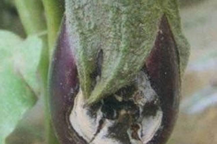 茄子炭疽病的发病原因及治疗方法