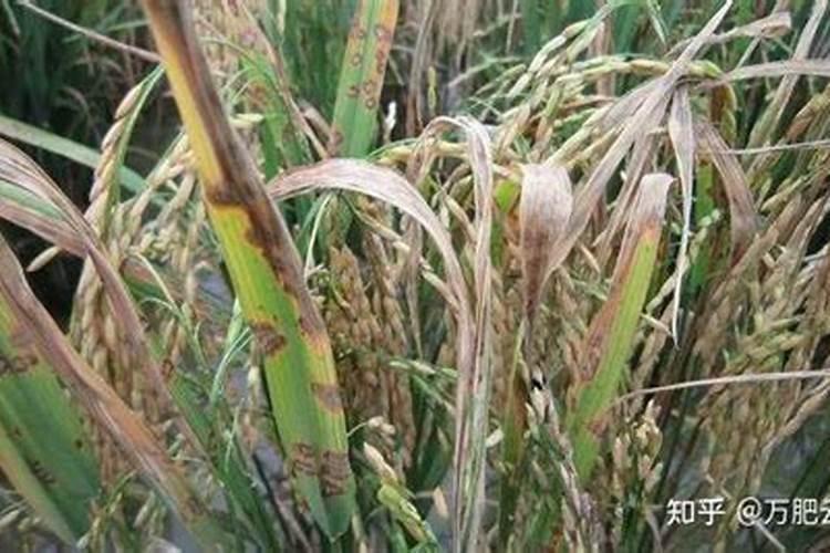 化肥尿素有保质期吗 尿素放几年还能用吗