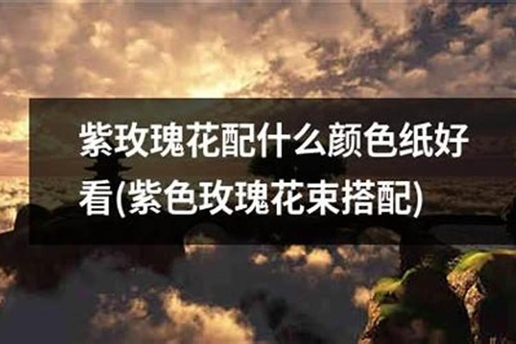 如何养紫花？