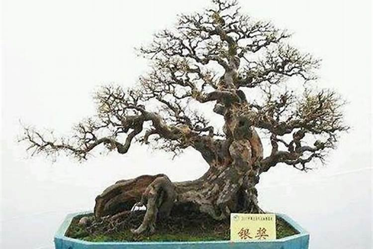 萝卜施什么肥 一般需要施这种肥