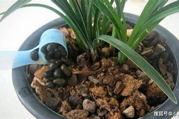 什么水果或食物含“钾”最多？