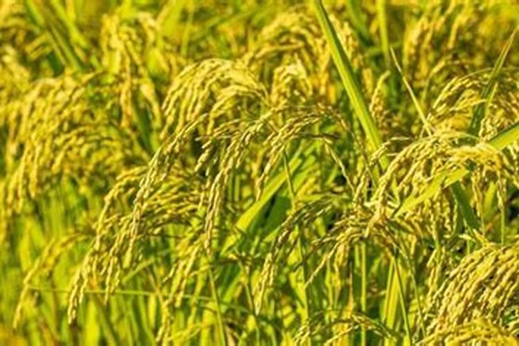 种植西瓜,主要步骤是什么？