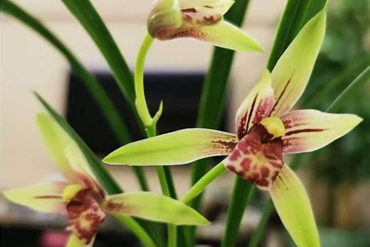 兰花夏季长出的花苞如何处理