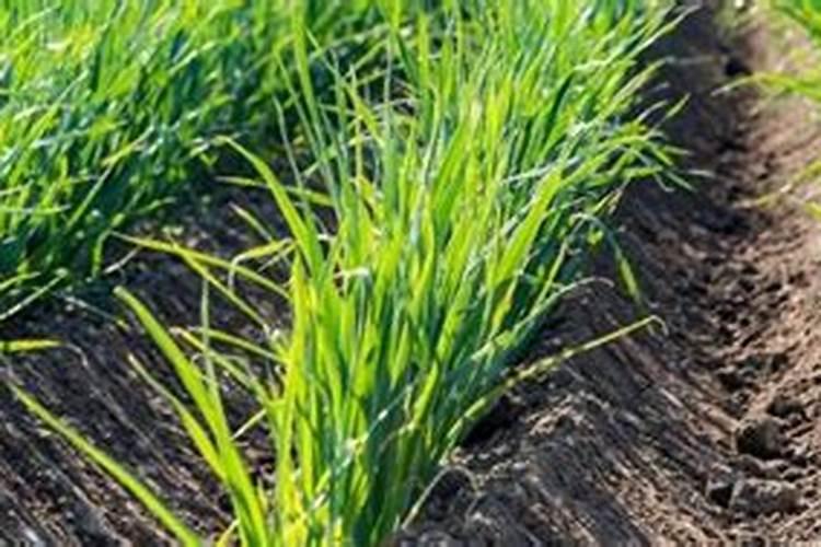 贵金属硒什么价格