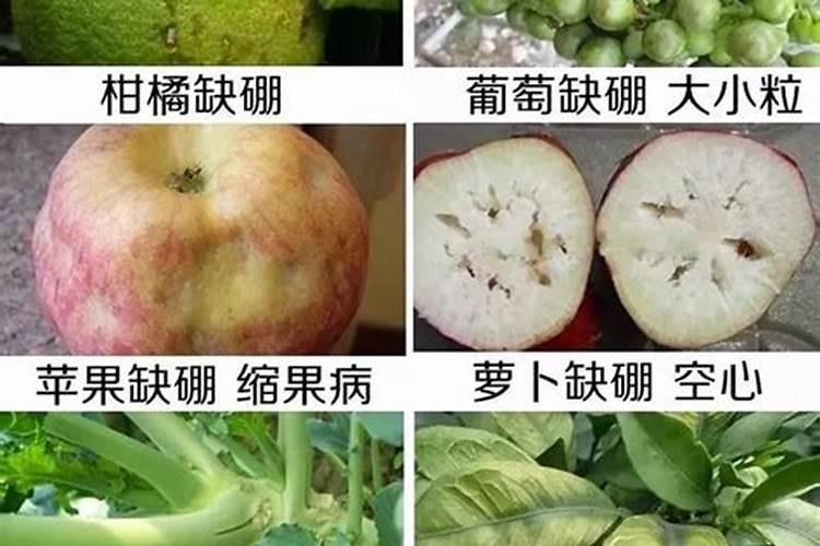 桃子果面凹陷还木栓化是什么原因？