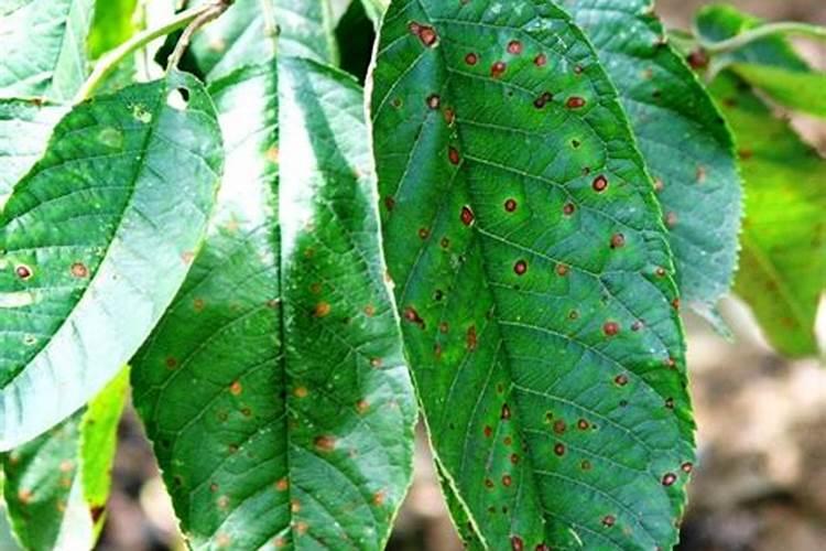 桃子不甜是什么原因 如何施肥口感更甜