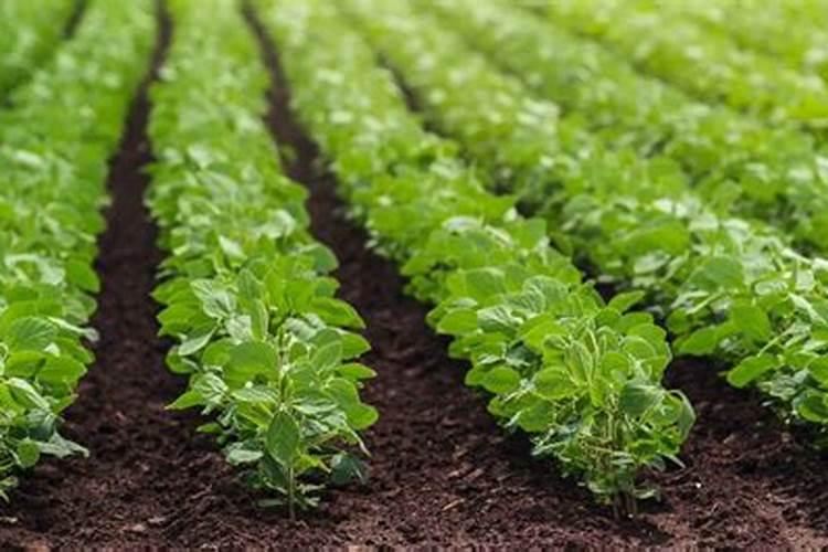 在阳台上荷花不开花怎么办,四个解决方法让其正常开花