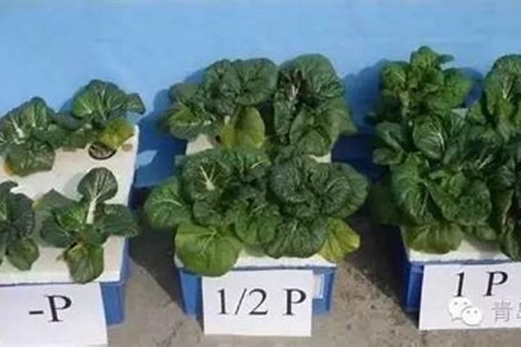 植物缺钾怎么补充？用什么肥补钾效果好？
