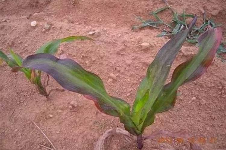 植物为什么分枝短 差磷肥吗