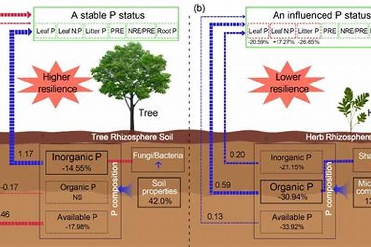 玉米为什么在酸性土壤当中缺磷？