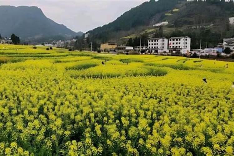 我种的芒果怎么长成这样了