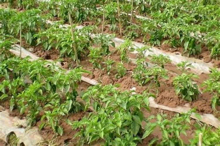 种朝天椒应上什么肥料好