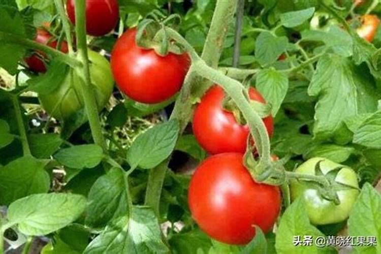 葡萄生根肥用什么好