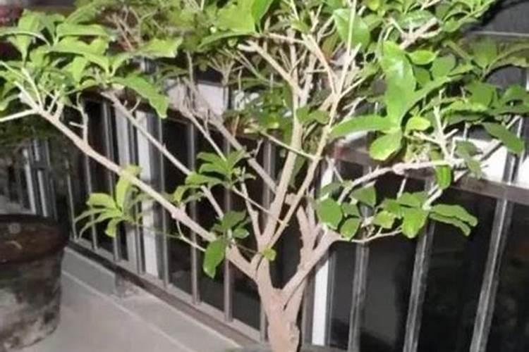 花生追肥用复合肥还是尿素 用什么肥料最好