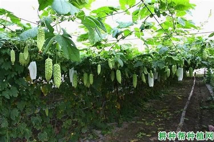 水稻齐穗后喷施含氮水溶肥有什么影响