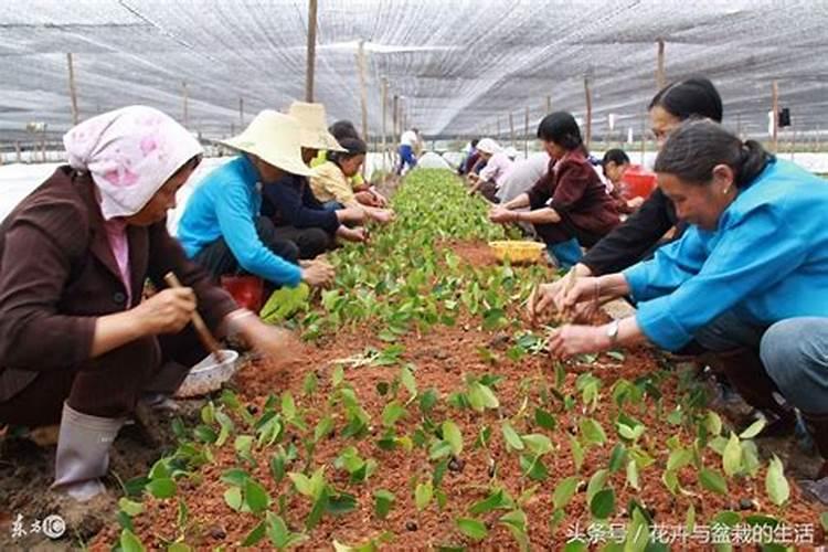 肥大的水稻后期还喷叶面肥吗？水稻抽穗困难齐穗期还喷叶面肥吗？