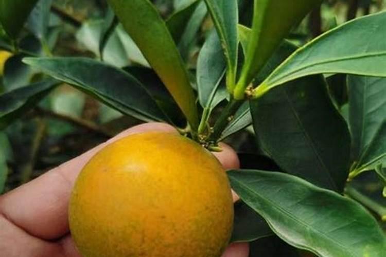 硅肥在水稻什么时期使用