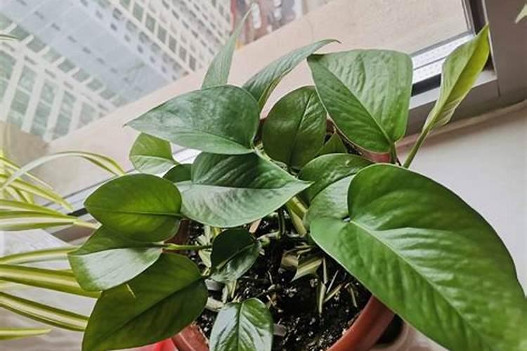 第一年葡萄小苗施什么肥(刚种葡萄苗用什么肥料长得快)