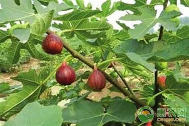 无花果施哪些肥