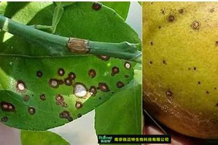 在家怎样自制磷钾肥呢