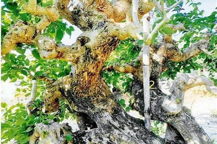 施什么肥让大姜粗壮