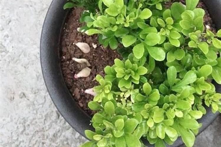 种花生怎么施底肥步骤