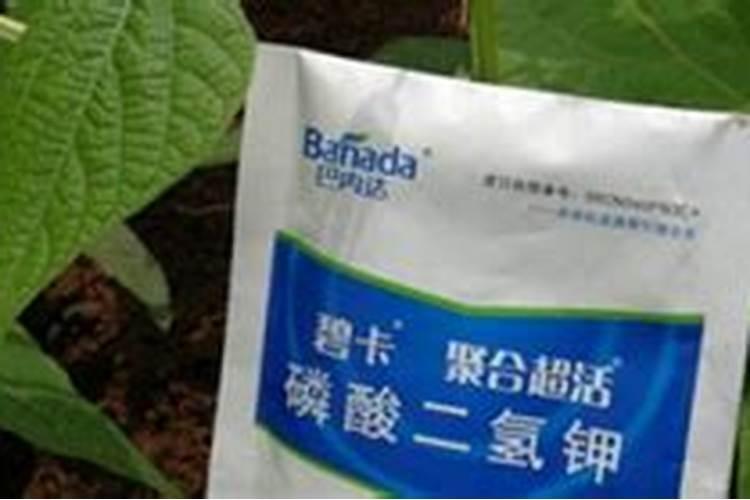 豆角什么时间施肥？施肥时有哪些注意事项？