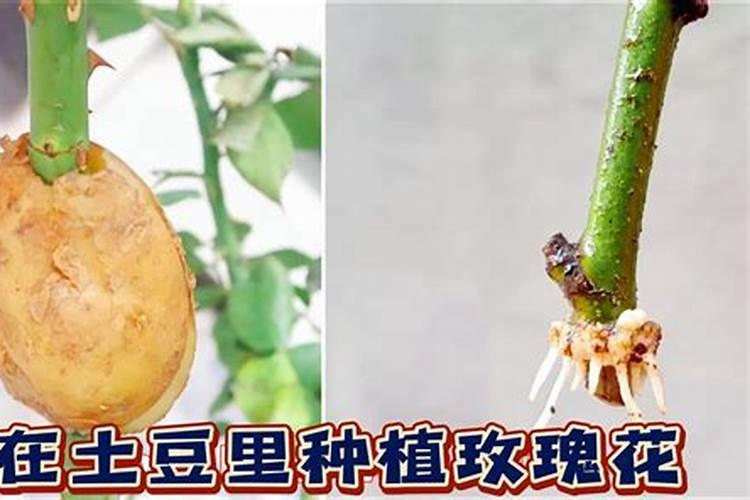 玫瑰花什么时候施肥