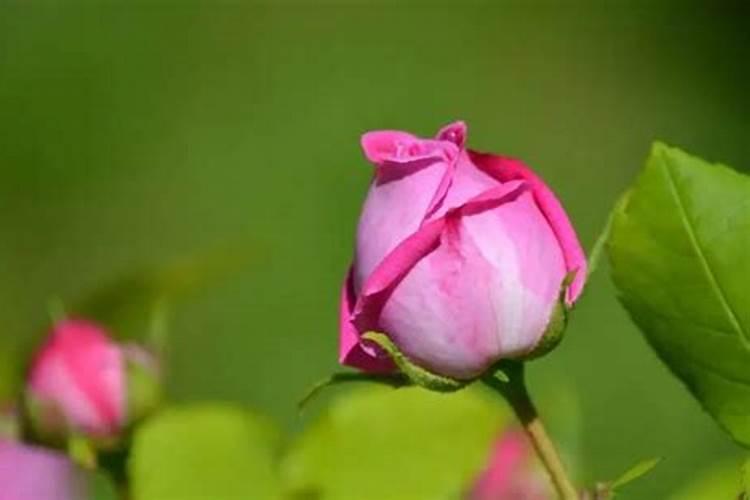 玫瑰花怎么施肥