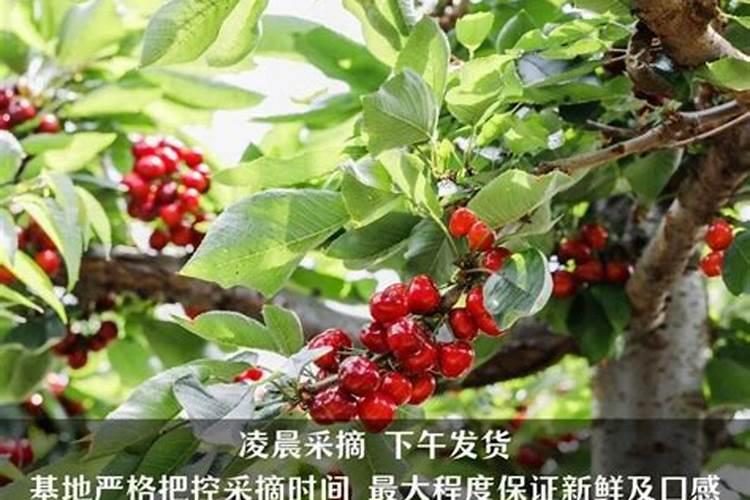 夏季高温,可以给月季施肥吗