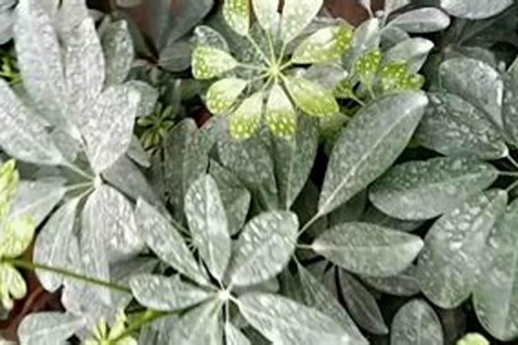白地瓜种植技术与管理