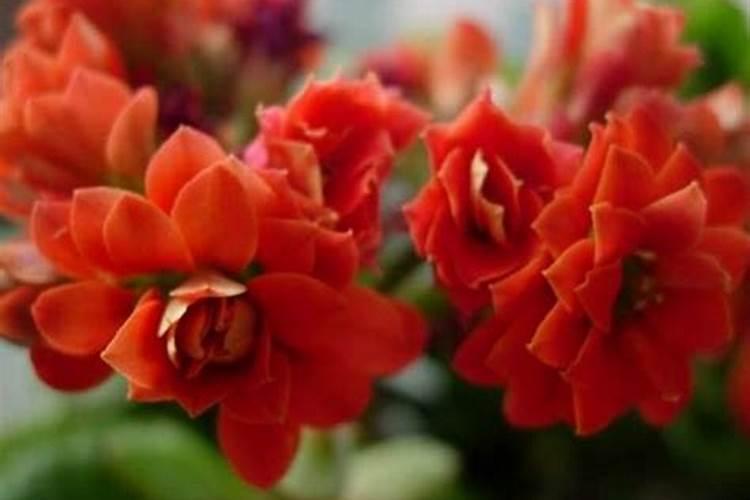 长寿花什么季节施肥