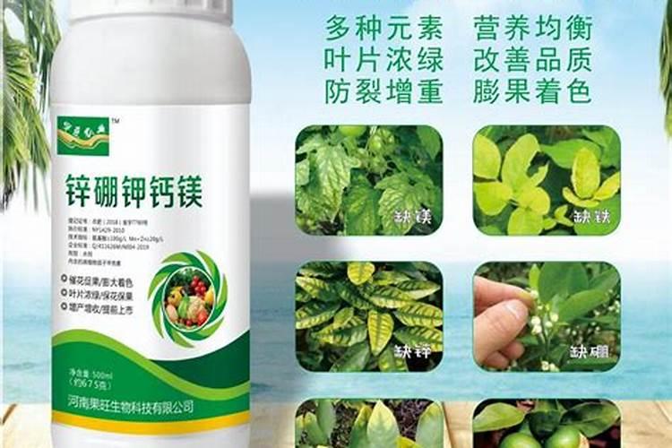 老桩玫瑰花开花后怎么养 老桩玫瑰花开花后如何养