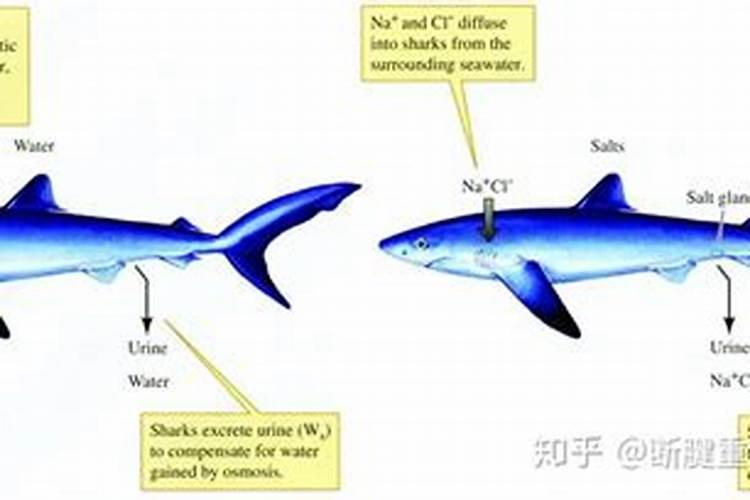 海藻多肽鱼蛋白能和复硝酚钠尿素一起喷叶面肥吗