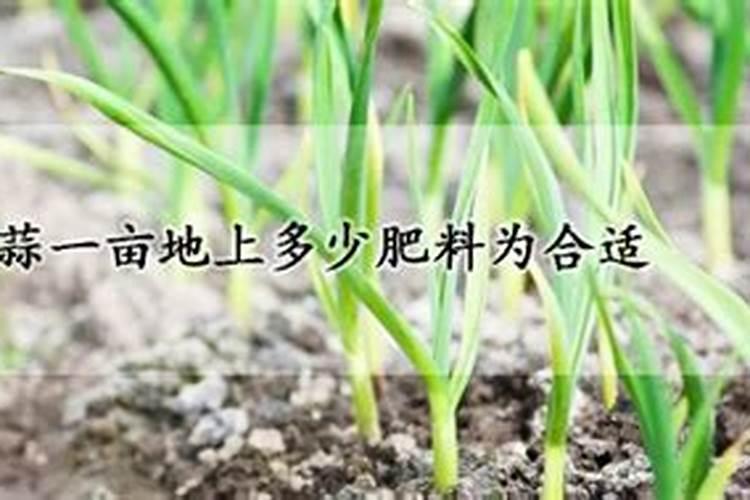 大蒜追肥用什么肥料好