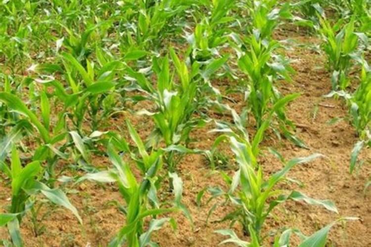 花上有白色的小飞虫怎么灭掉