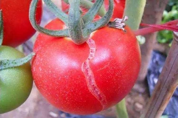 种魔芋用什么肥料好