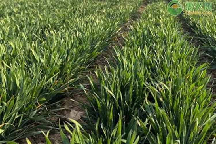 要让葡萄快速脱青转色该用什么方法