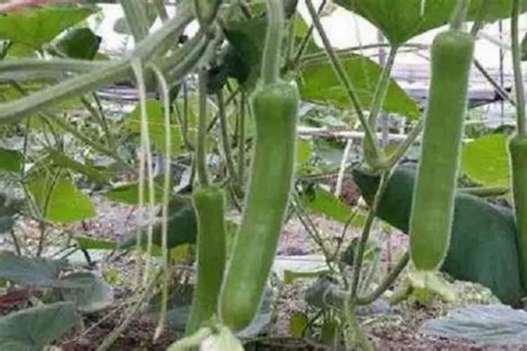 葫芦的种植方法和保养