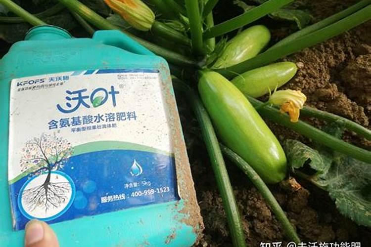 西葫芦的短粗瓜品相不好,怎么防治西葫芦的短粗瓜？