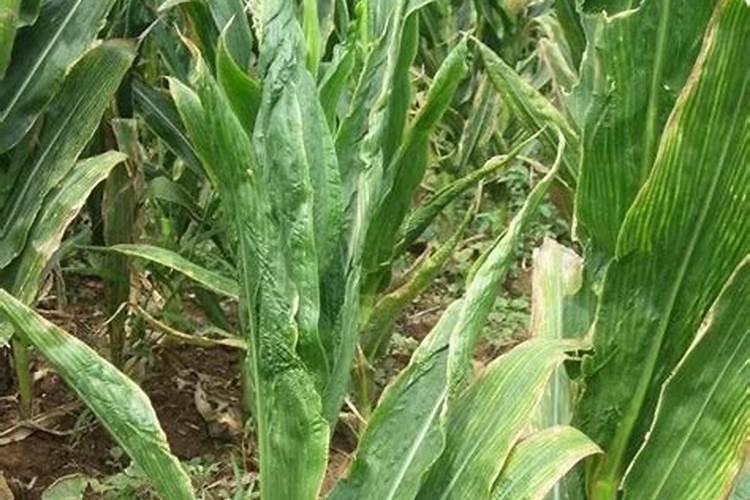 非离子型造影剂有哪些