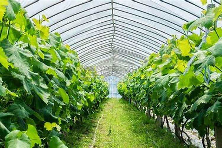 茶花树施什么肥料最好