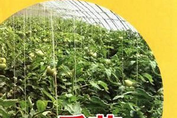 大棚西红柿夏季肥水管理