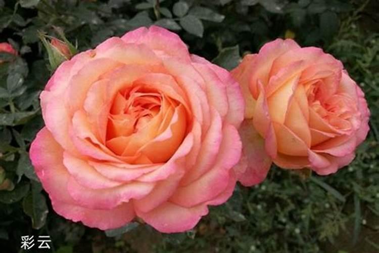 哈密瓜膨果期怎样施肥