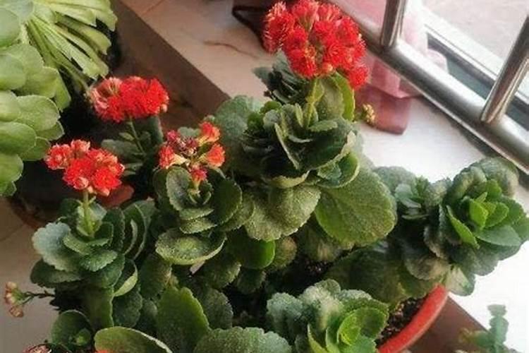 灯草打什么除草剂